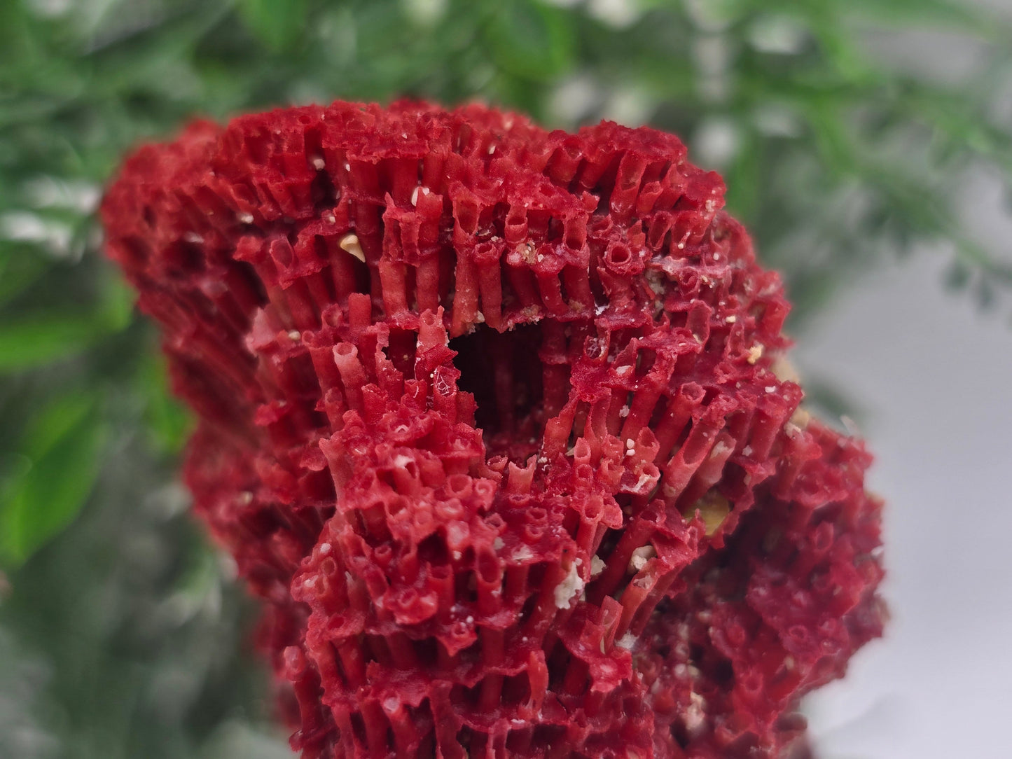 Red Coral Crystal 6x5x4cm – Gem of Courage, Balance & Protection Crystal Wellness