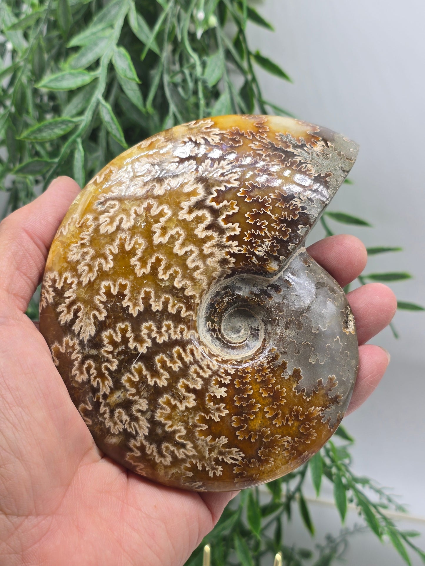Madagascar Ammonite Fossil 14cm - 1 (Ancient Wisdom & Transformation) Crystal Wellness