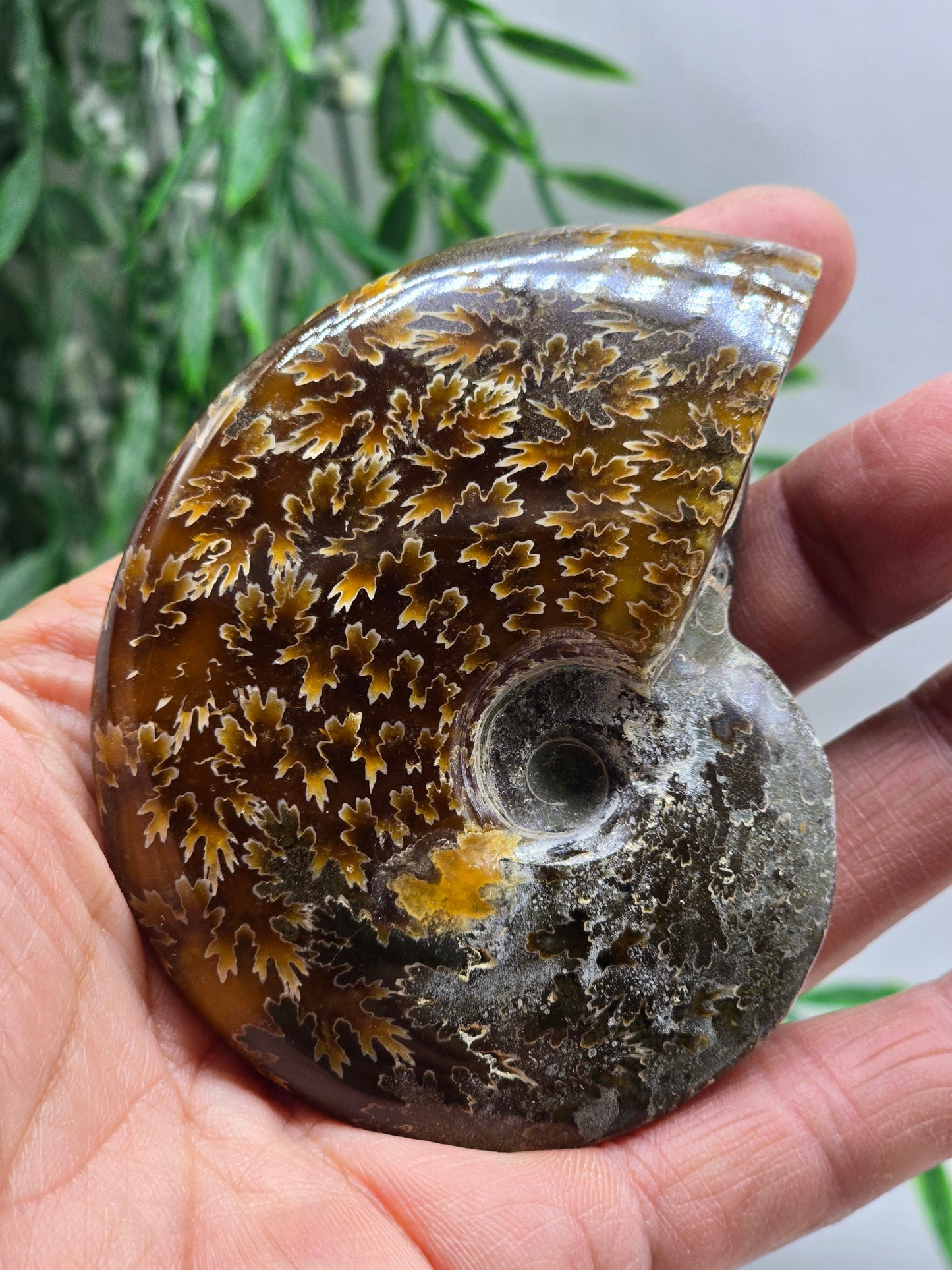 Golden Amber & Silver Ammonite 9cm - 1 | Madagascar Fossil | Ancient Spiral of Life Crystal Wellness