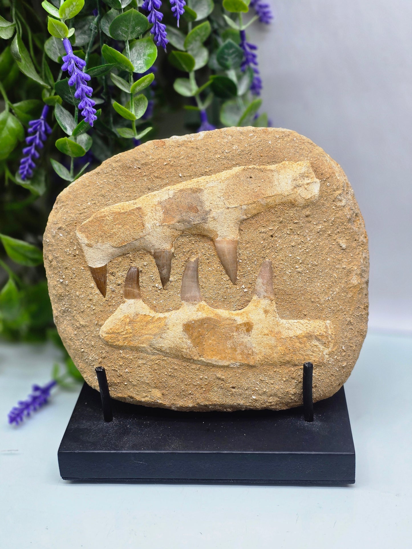 🦖 Moroccan Mosasaur Fossil Jaw — Ancient Marine Predator
1.2 kg | 18 × 16 × 4 cm | Morocco Crystal Wellness