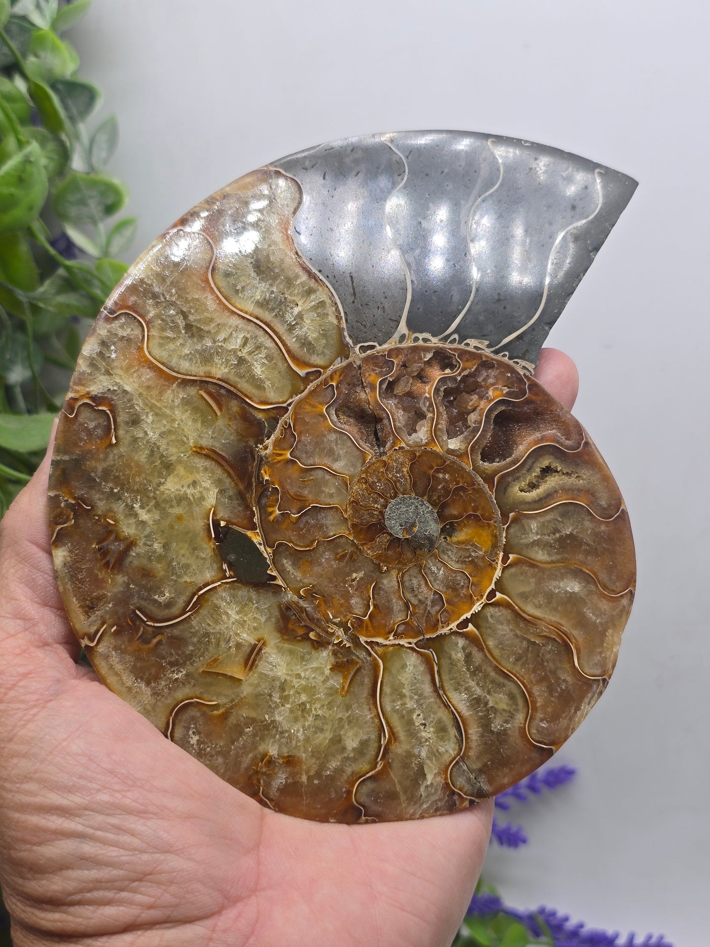 Premium Madagascan Ammonite Fossil Pair – Sacred Spiral of Ancient Wisdom, Protection & Evolution | 16.5 x 14 cm Crystal Wellness