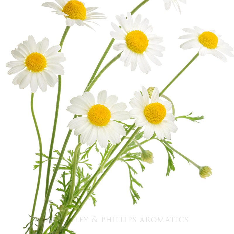 Chamomile German Blue In Jojoba Essential Oil