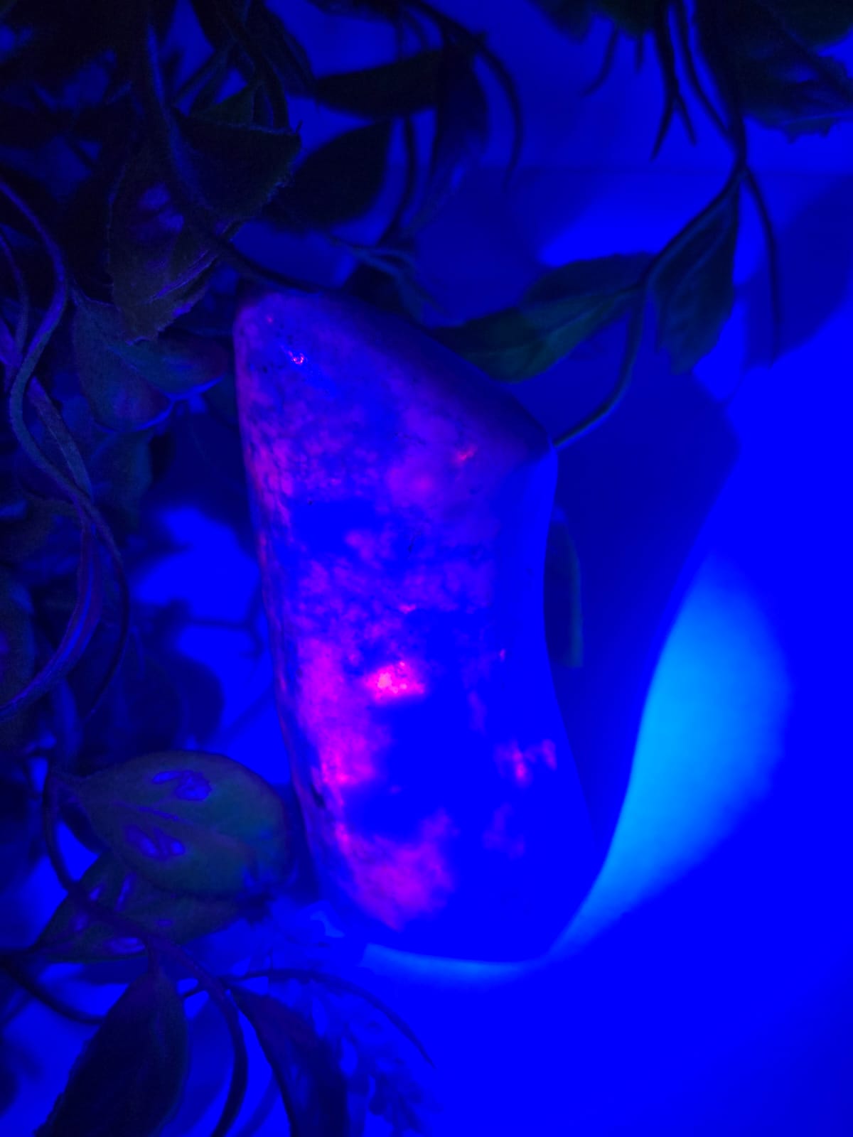 Hackmanite Raw Specimen 162g Crystal Wellness