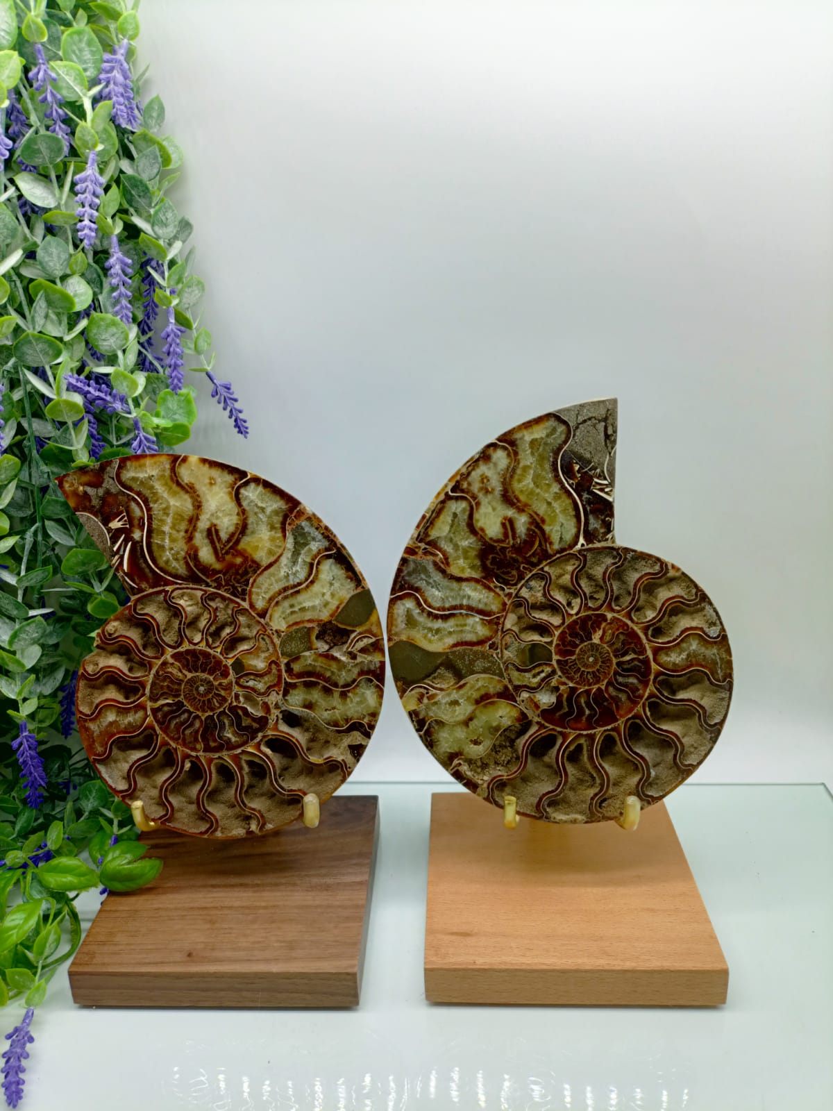 Ammonite Pair Crystal Wellness