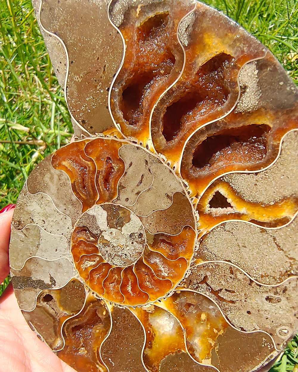 Open Ammonite Fossil Crystal Wellness