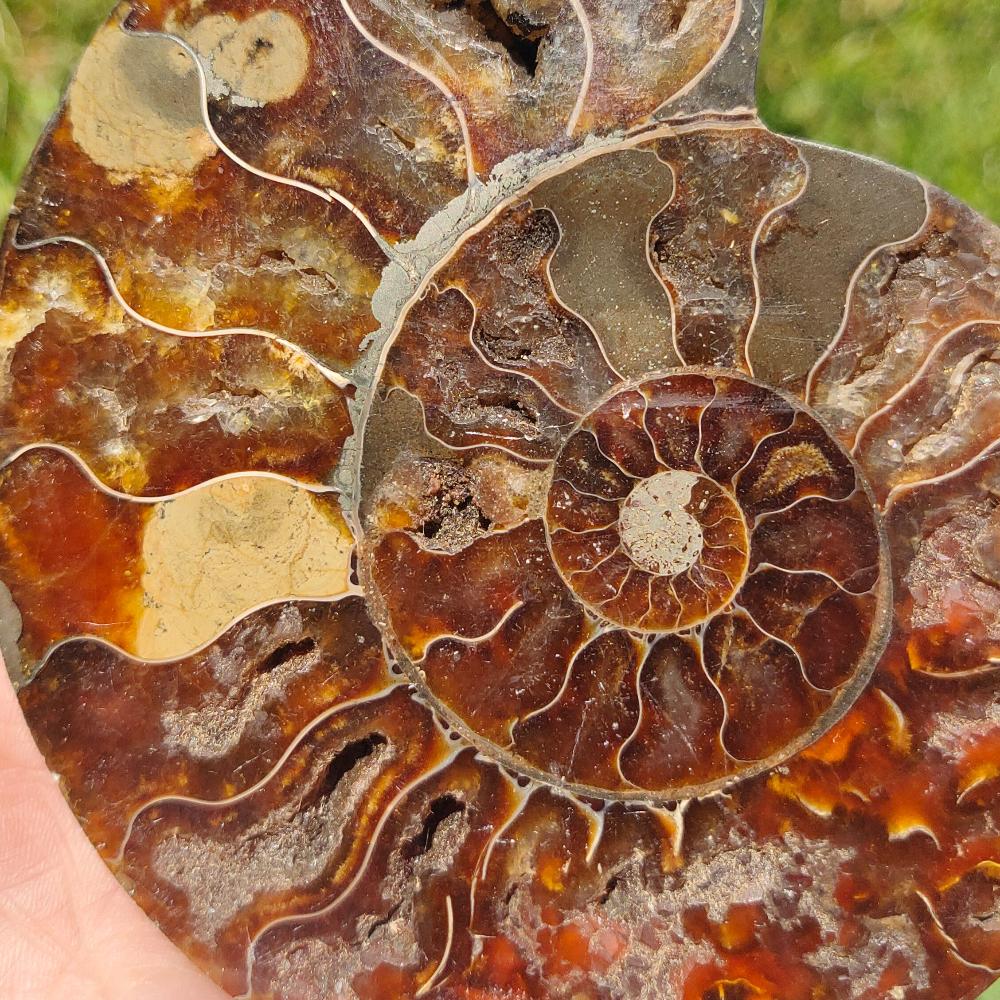 Open Ammonite Fossil Crystal Wellness