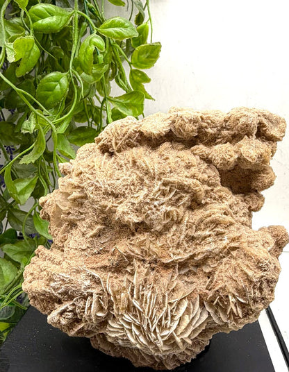 Desert Rose – Crystal of Grounded Wisdom & Soul Alignment Crystal Wellness