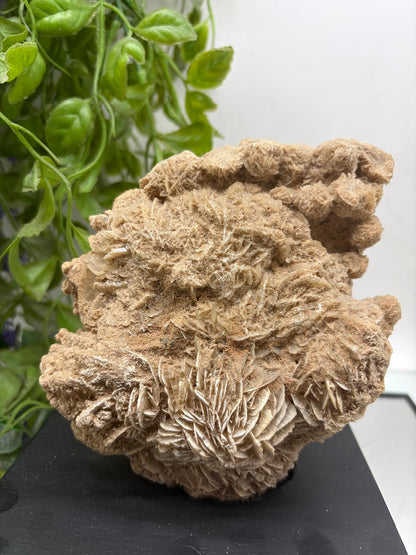 Desert Rose – Crystal of Grounded Wisdom & Soul Alignment Crystal Wellness