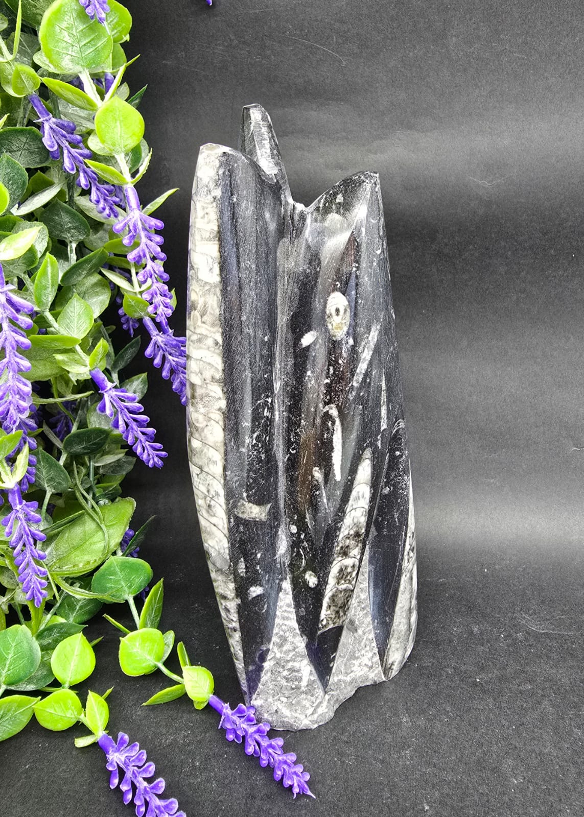 Orthoceras fossils Crystal Wellness