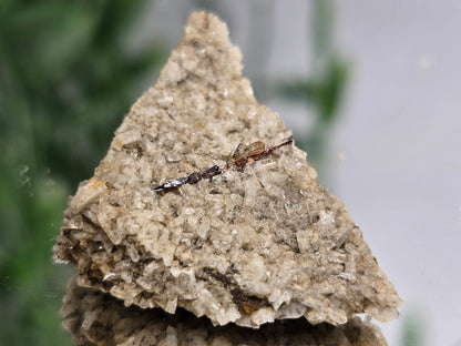 Rare Brookite Crystal Small Crystal Wellness