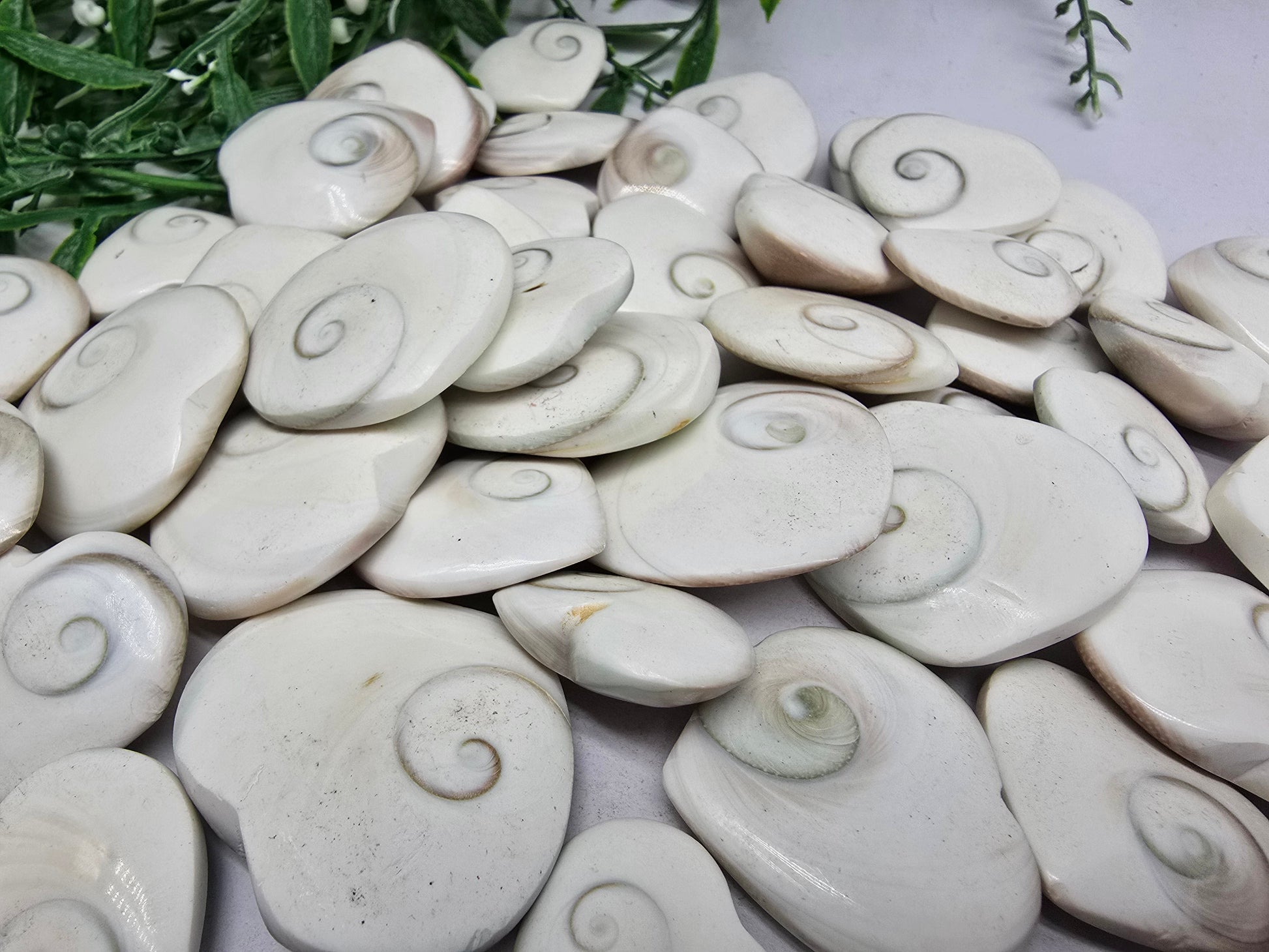 Operculum Crystal Wellness