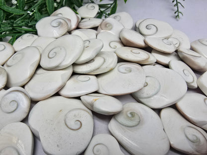 Operculum Crystal Wellness