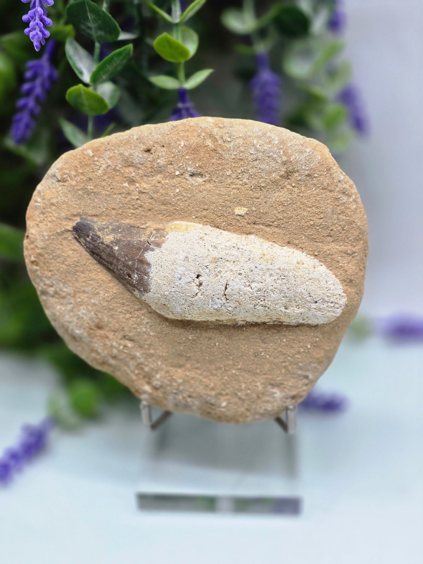 Moroccan Mosasaur Fossil Tooth — Ancient Power, Protection & Primal Strength Crystal Wellness