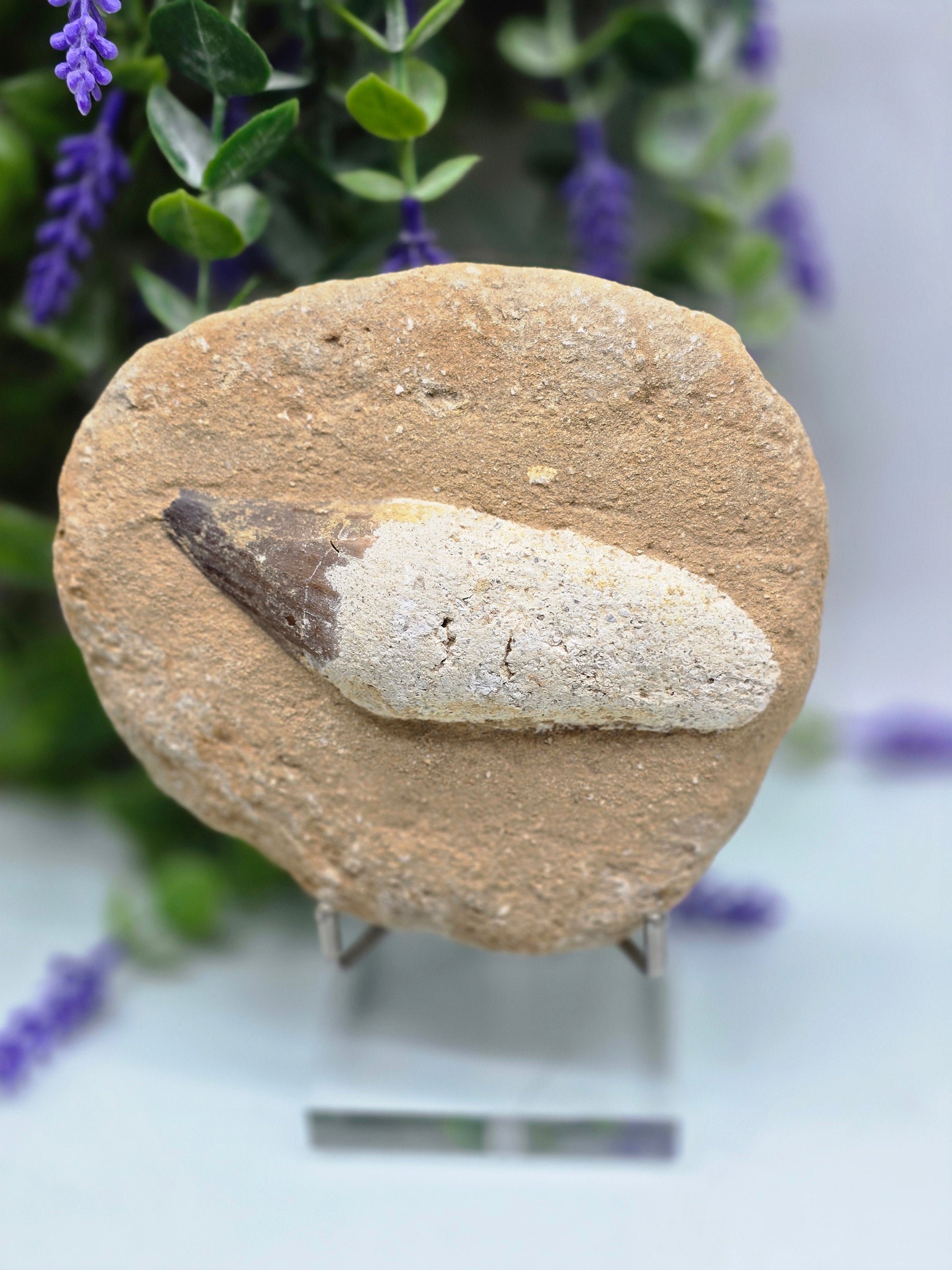 Moroccan Mosasaur Fossil Tooth — Ancient Power, Protection & Primal Strength Crystal Wellness