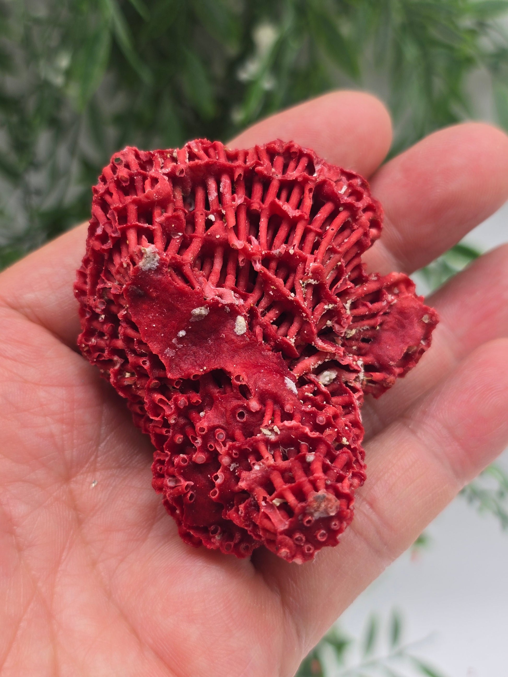 Red Coral (Moonga) – Stone of Courage, Vitality & Harmony 6x5x3cm Crystal Wellness