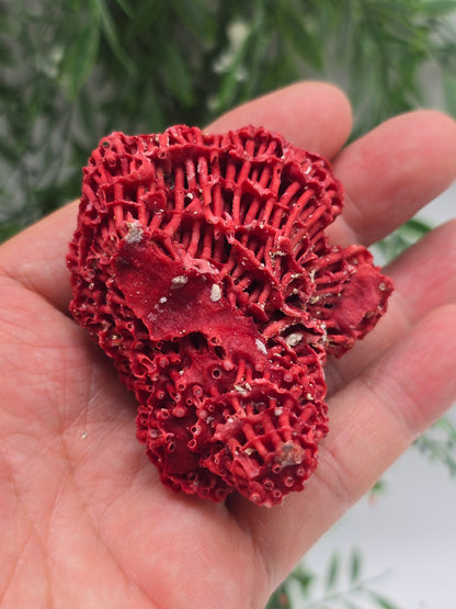 Red Coral (Moonga) – Stone of Courage, Vitality & Harmony 6x5x3cm Crystal Wellness