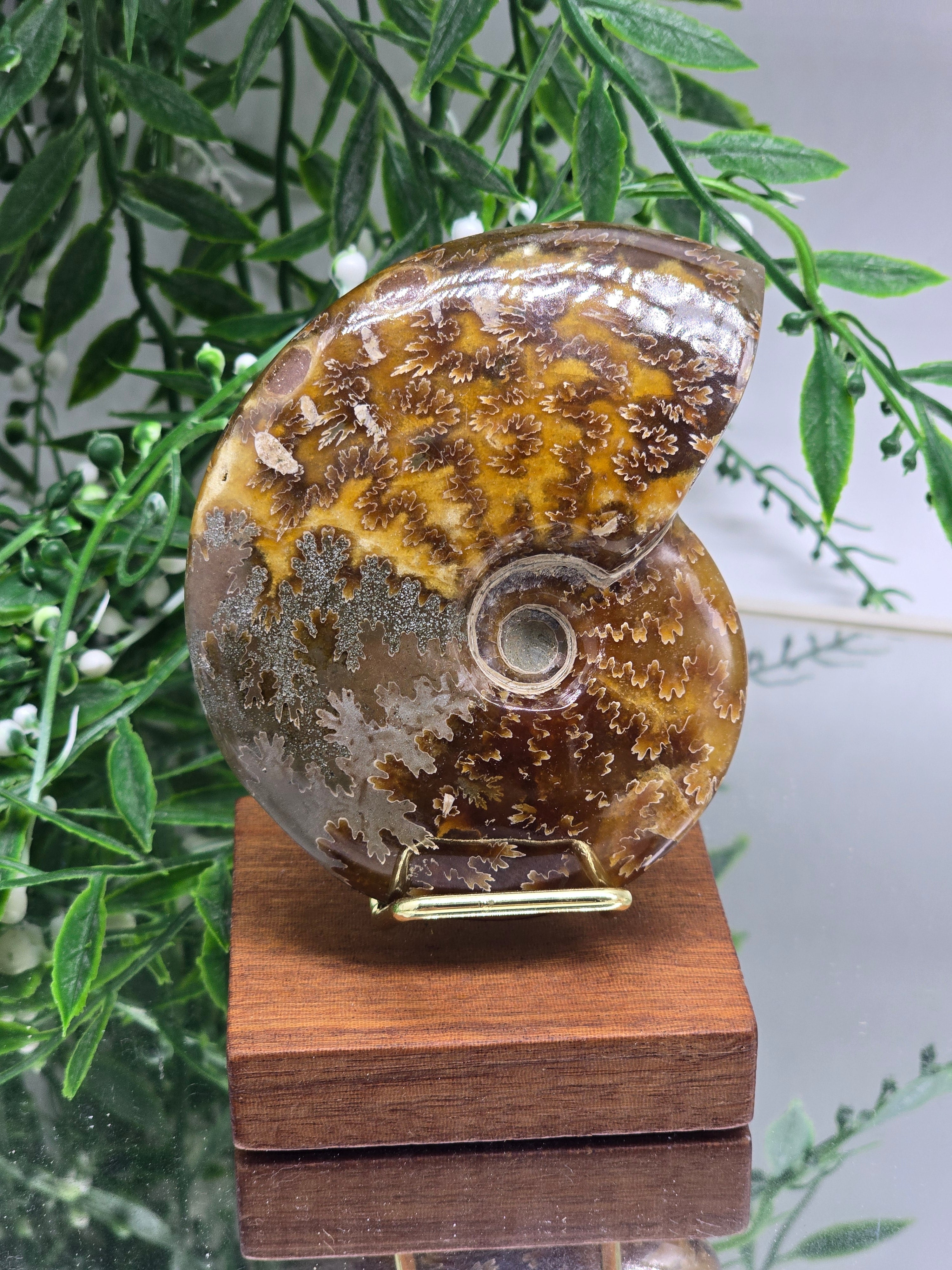 Golden Earth Ammonite 9.5cm - 3 | Madagascar Fossil | Ancient Spiral of Life Crystal Wellness