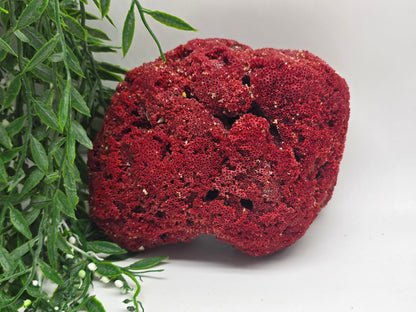 Exquisite Red Coral Specimen 19x14x8cm | 0.7kg – Collector’s Piece of Strength & Vitality Crystal Wellness