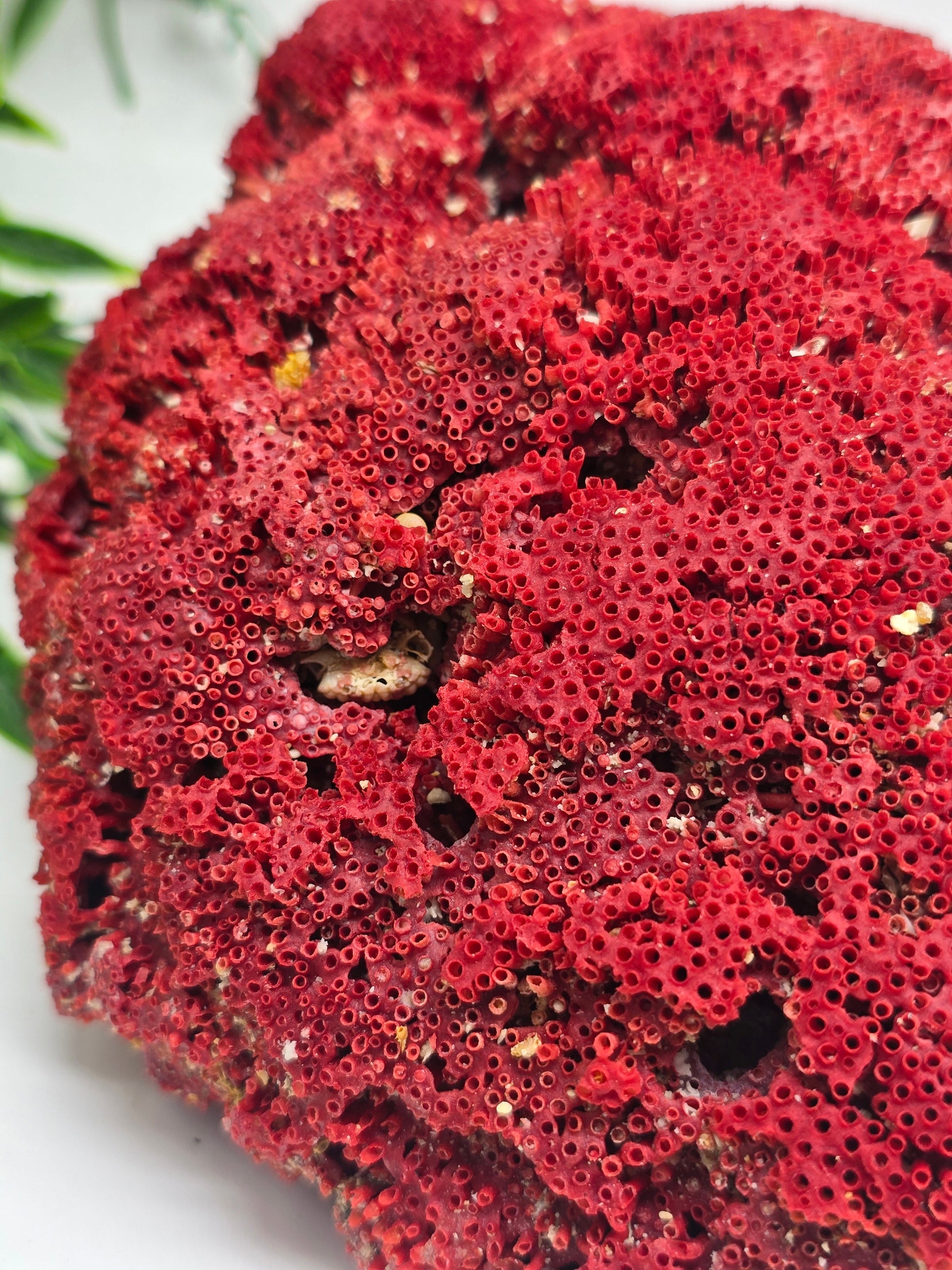 Exquisite Red Coral Specimen 19x14x8cm | 0.7kg – Collector’s Piece of Strength & Vitality Crystal Wellness