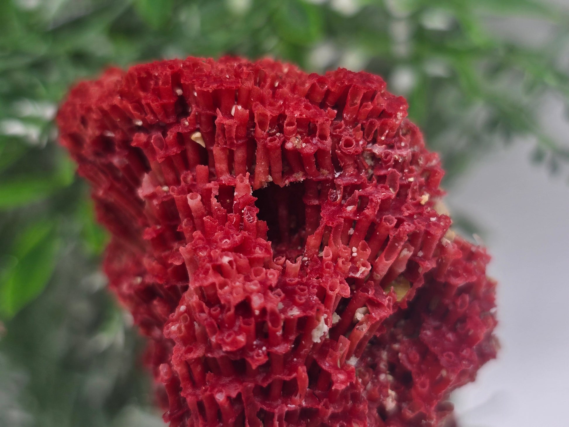 Red Coral Crystal 6x5x4cm – Gem of Courage, Balance & Protection Crystal Wellness