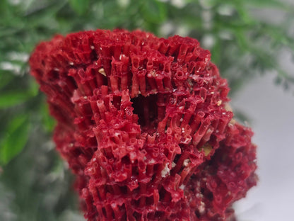 Red Coral Crystal 6x5x4cm – Gem of Courage, Balance & Protection Crystal Wellness