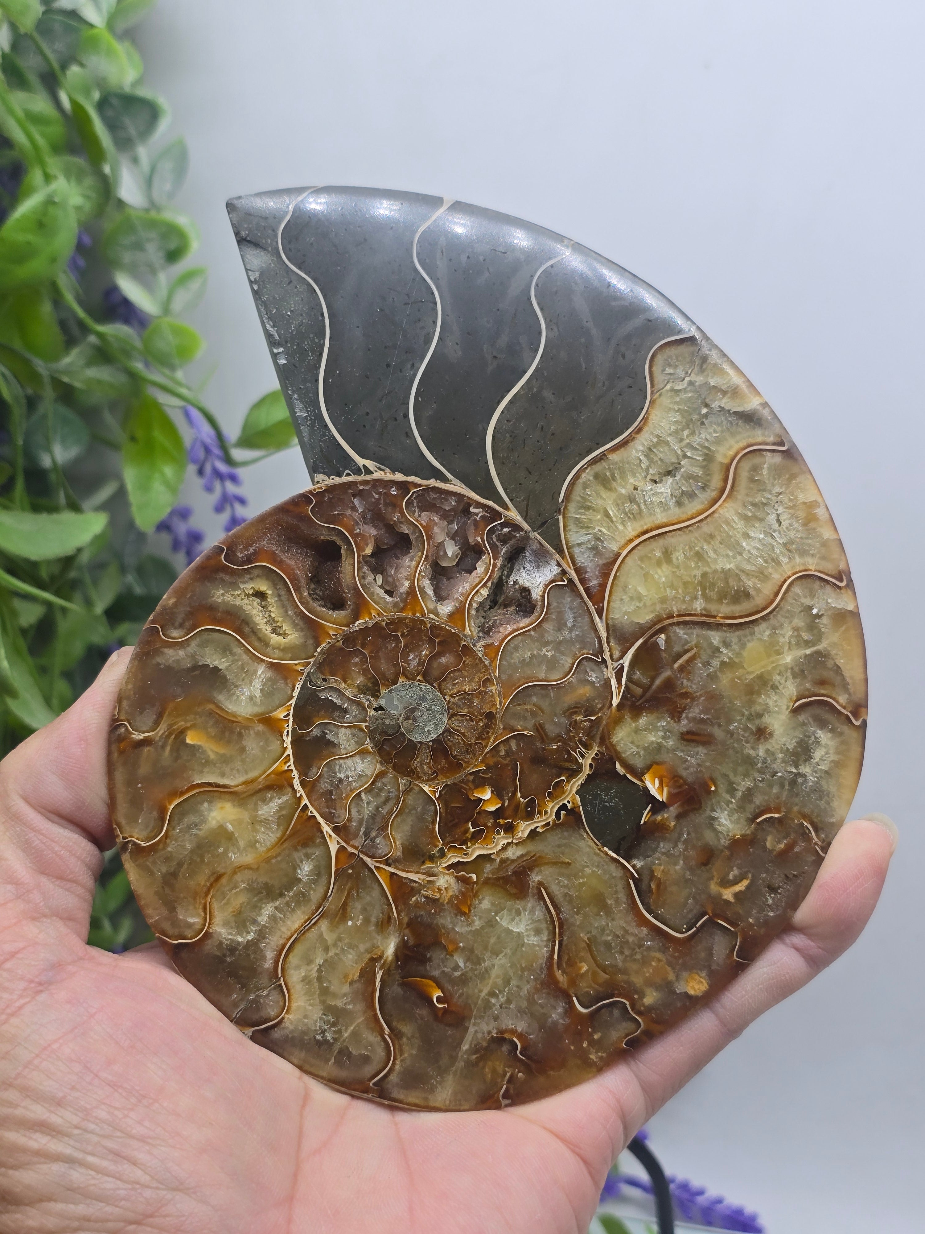 Premium Madagascan Ammonite Fossil Pair – Sacred Spiral of Ancient Wisdom, Protection & Evolution | 16.5 x 14 cm Crystal Wellness
