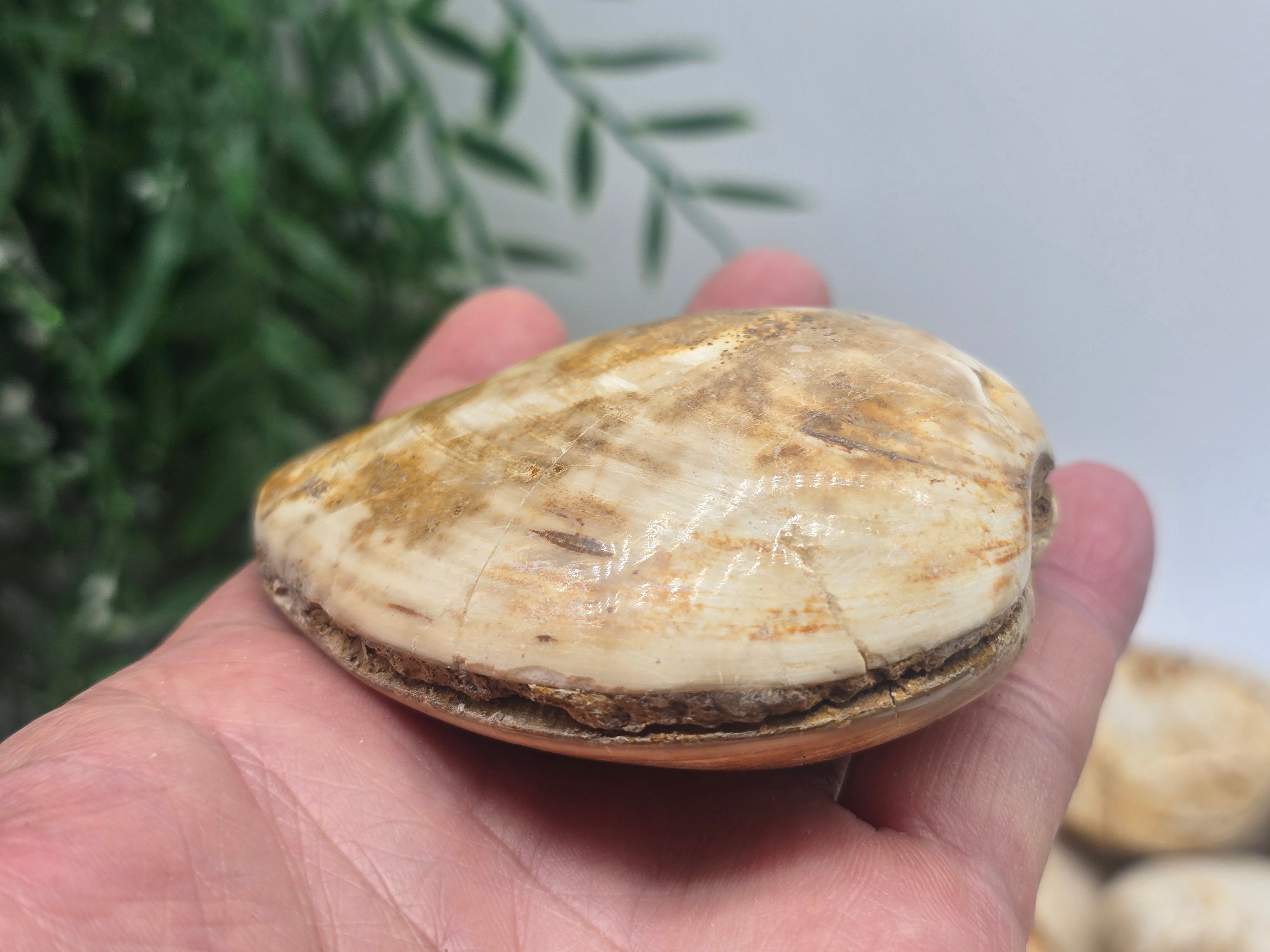 Polished Madagascar Fossilised Clam – Ancient Ocean Treasure from Millions of Years Ago Crystal Wellness