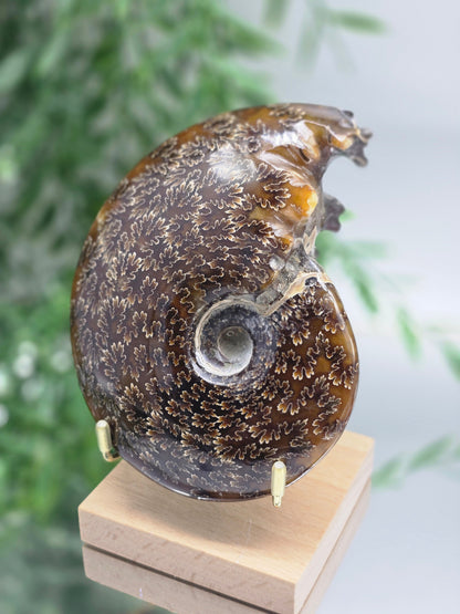 Large Madagascar Ammonite Fossil 13cm - 2 (Ancient Wisdom & Transformation) Crystal Wellness
