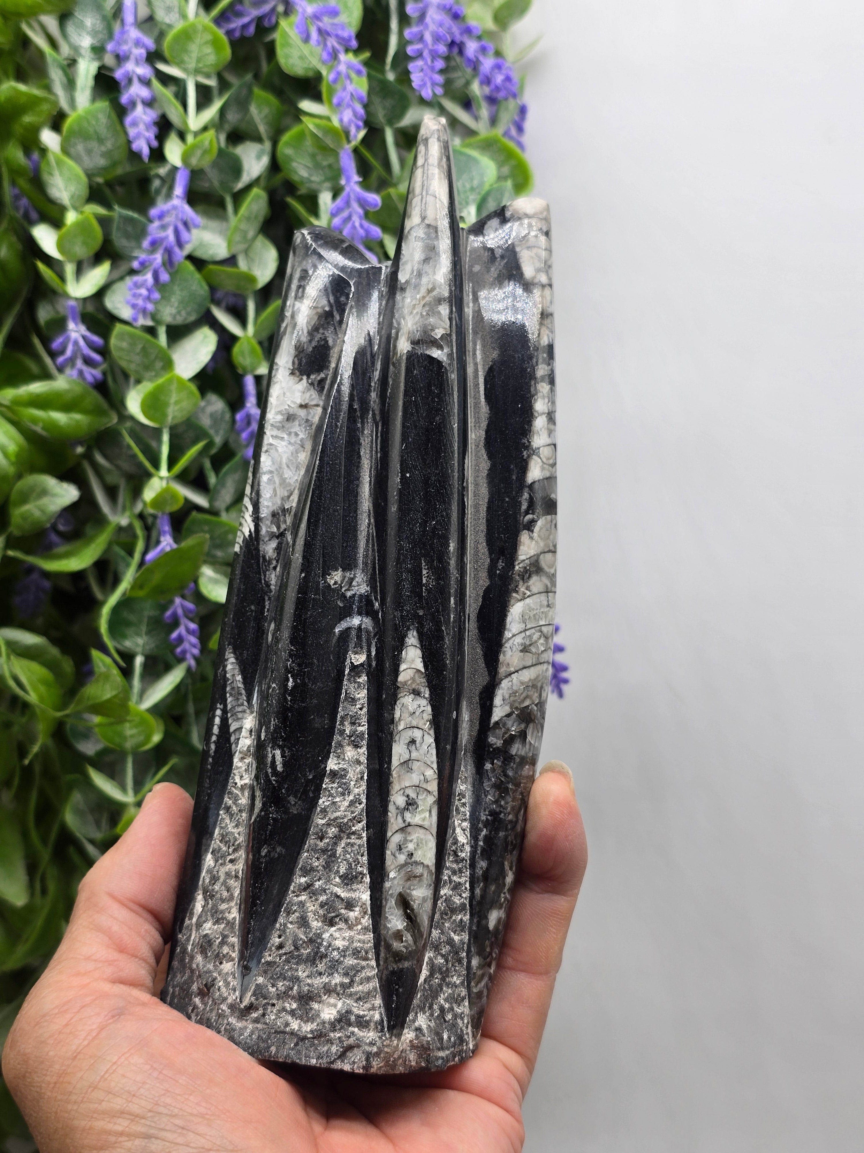 Orthoceras fossils Crystal Wellness