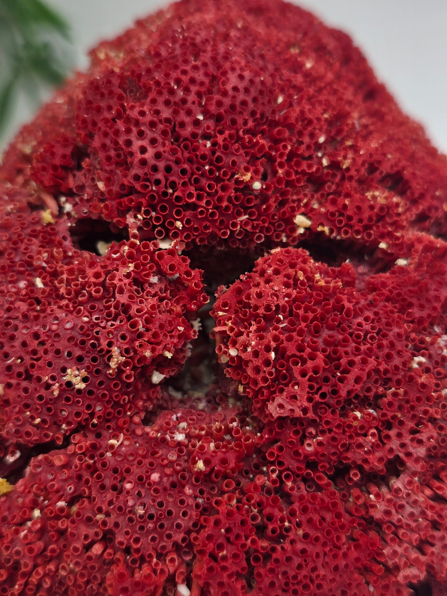 Exquisite Red Coral Specimen 19x14x8cm | 0.7kg – Collector’s Piece of Strength & Vitality Crystal Wellness