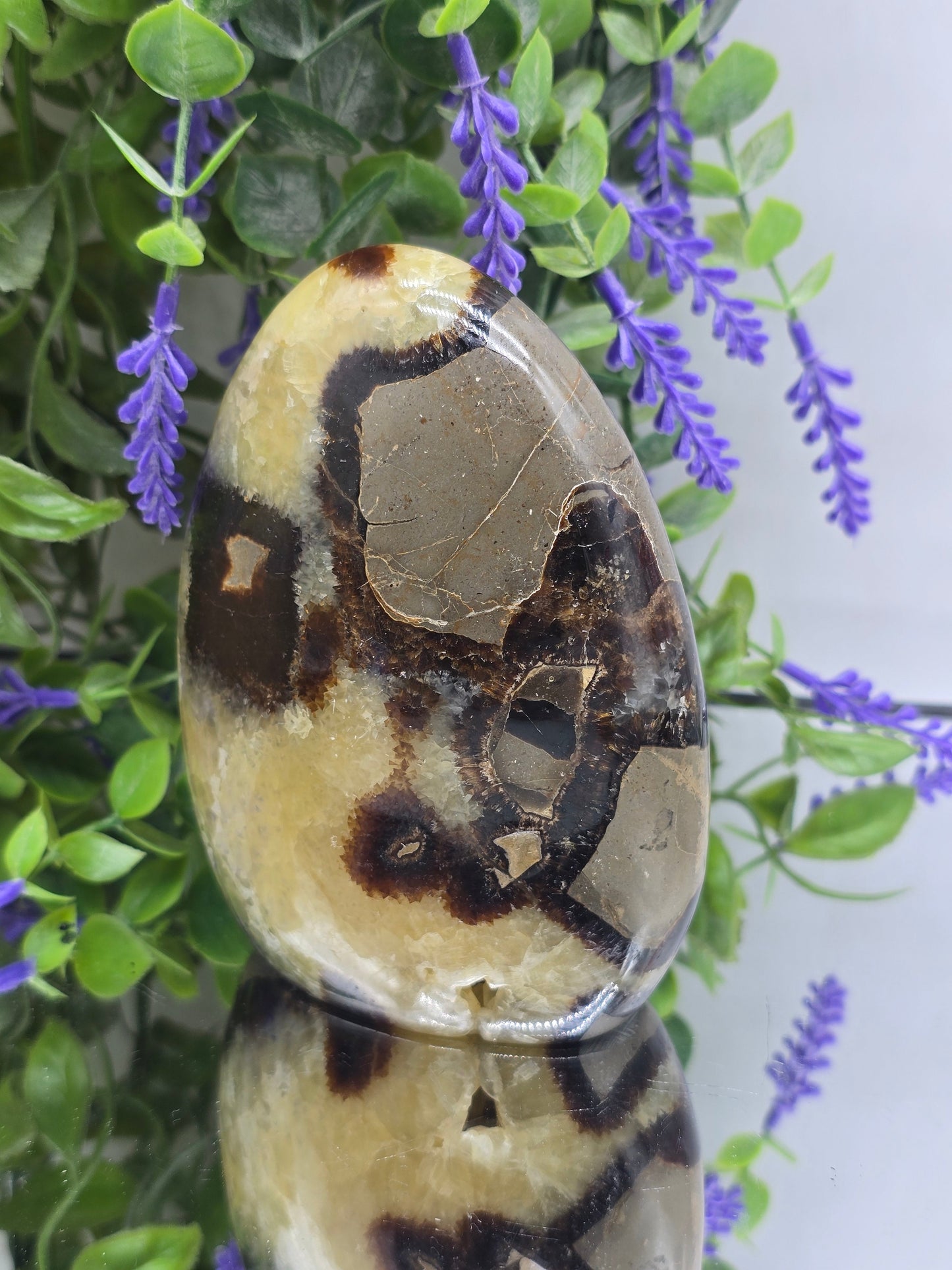 Premium Septarian Freeform – 867g | 12 × 9 × 5cm
“Stone of the Dragon” – Confidence, Grounding & Inner Strength Crystal Wellness