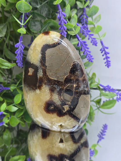 Premium Septarian Freeform – 867g | 12 × 9 × 5cm
“Stone of the Dragon” – Confidence, Grounding & Inner Strength Crystal Wellness