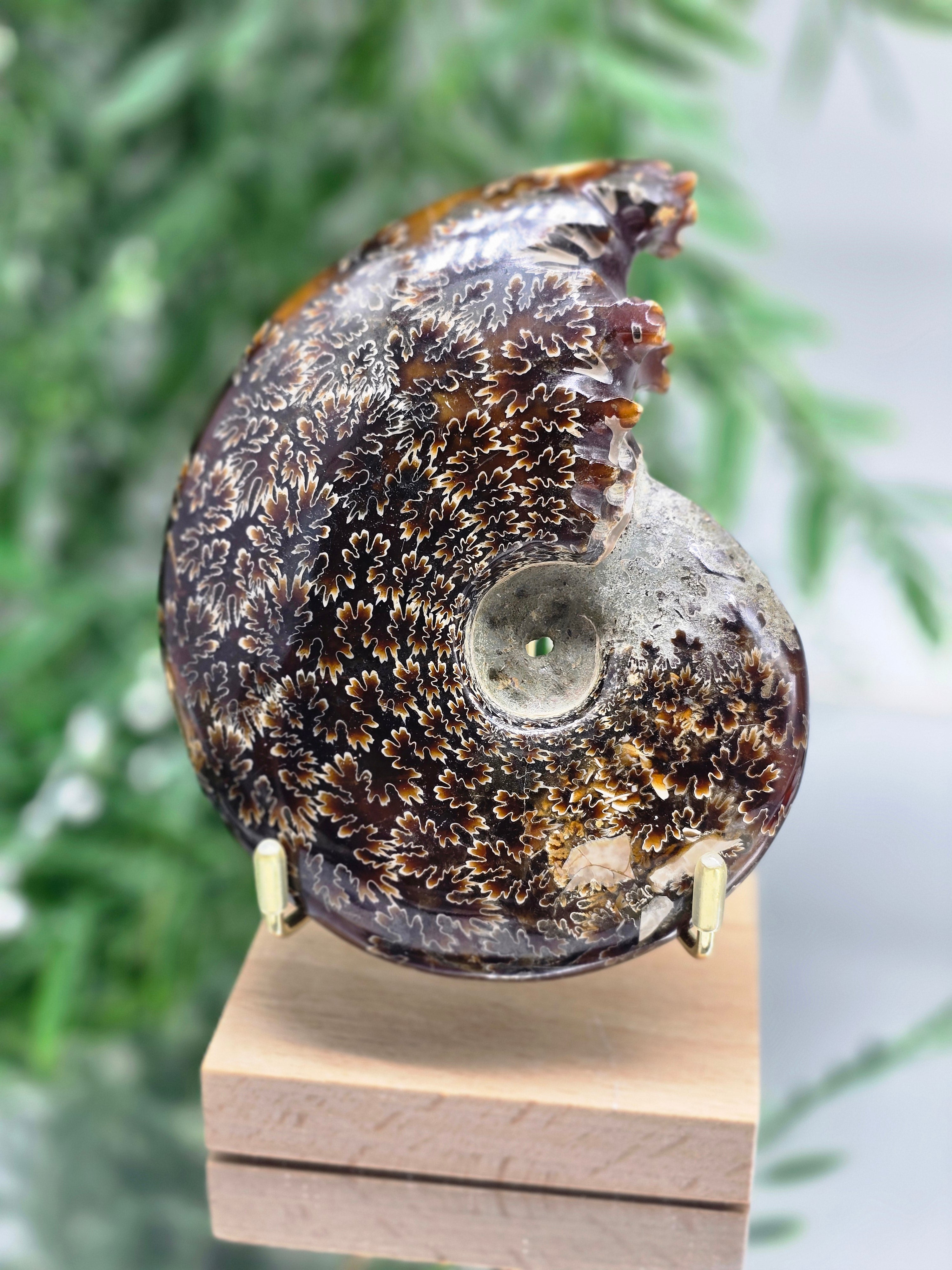 Large Iridescent Madagascan Ammonite Fossil 12cm - IR1 (Ancient Life & Evolution) Crystal Wellness