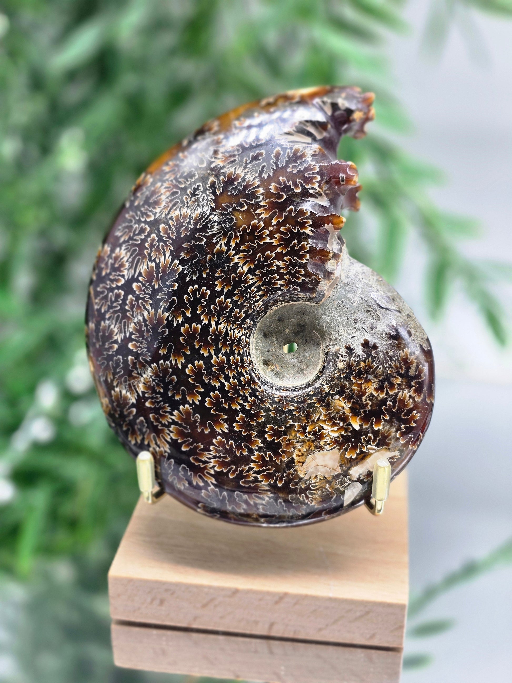 Large Iridescent Madagascan Ammonite Fossil 12cm - IR1 (Ancient Life & Evolution) Crystal Wellness