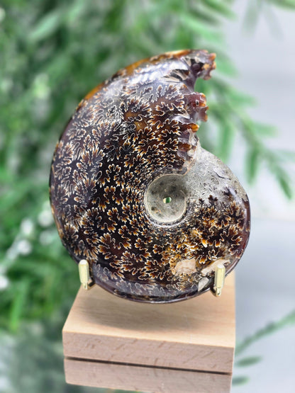 Large Iridescent Madagascan Ammonite Fossil 12cm - IR1 (Ancient Life & Evolution) Crystal Wellness