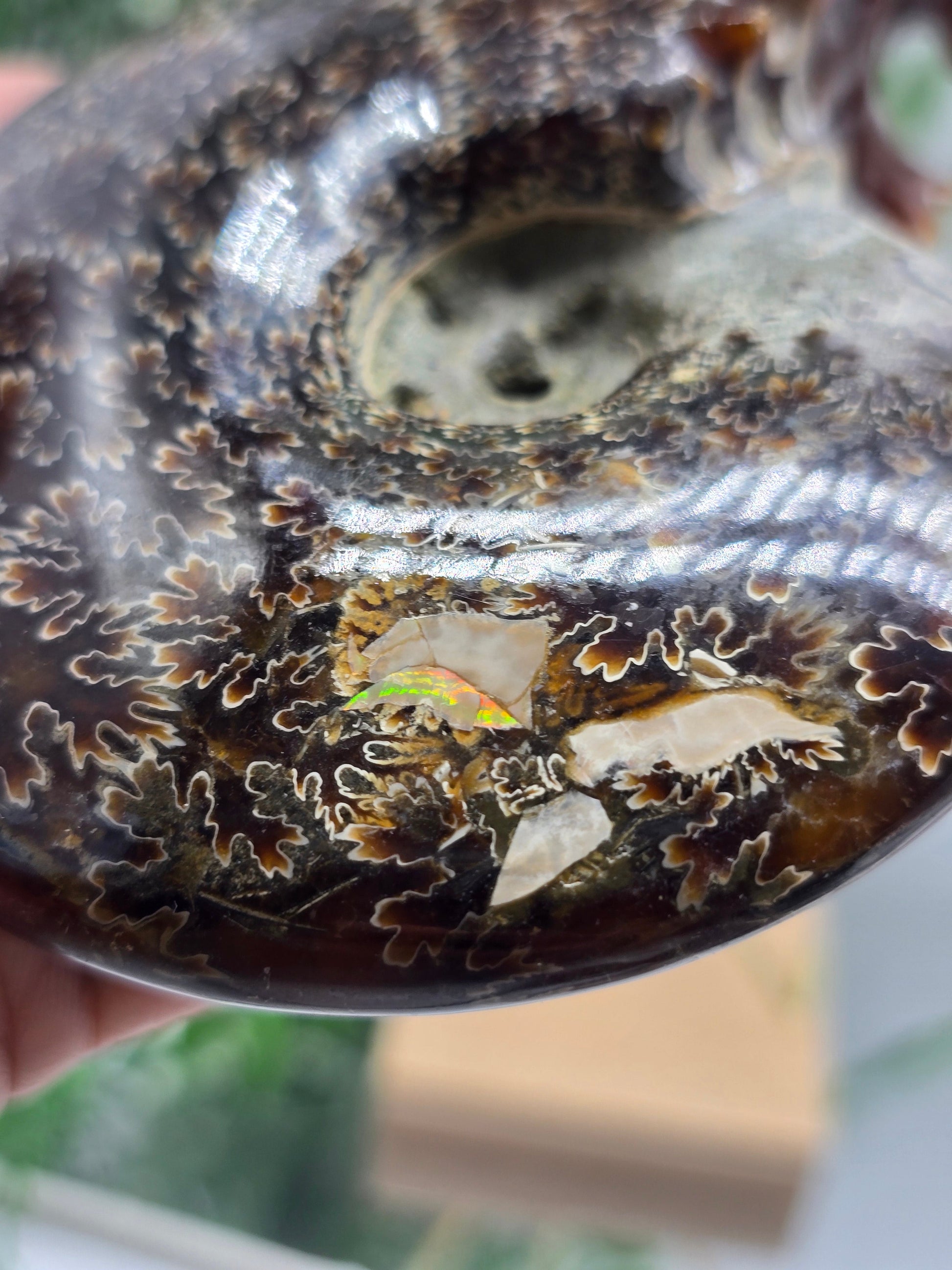 Large Iridescent Madagascan Ammonite Fossil 12cm - IR1 (Ancient Life & Evolution) Crystal Wellness