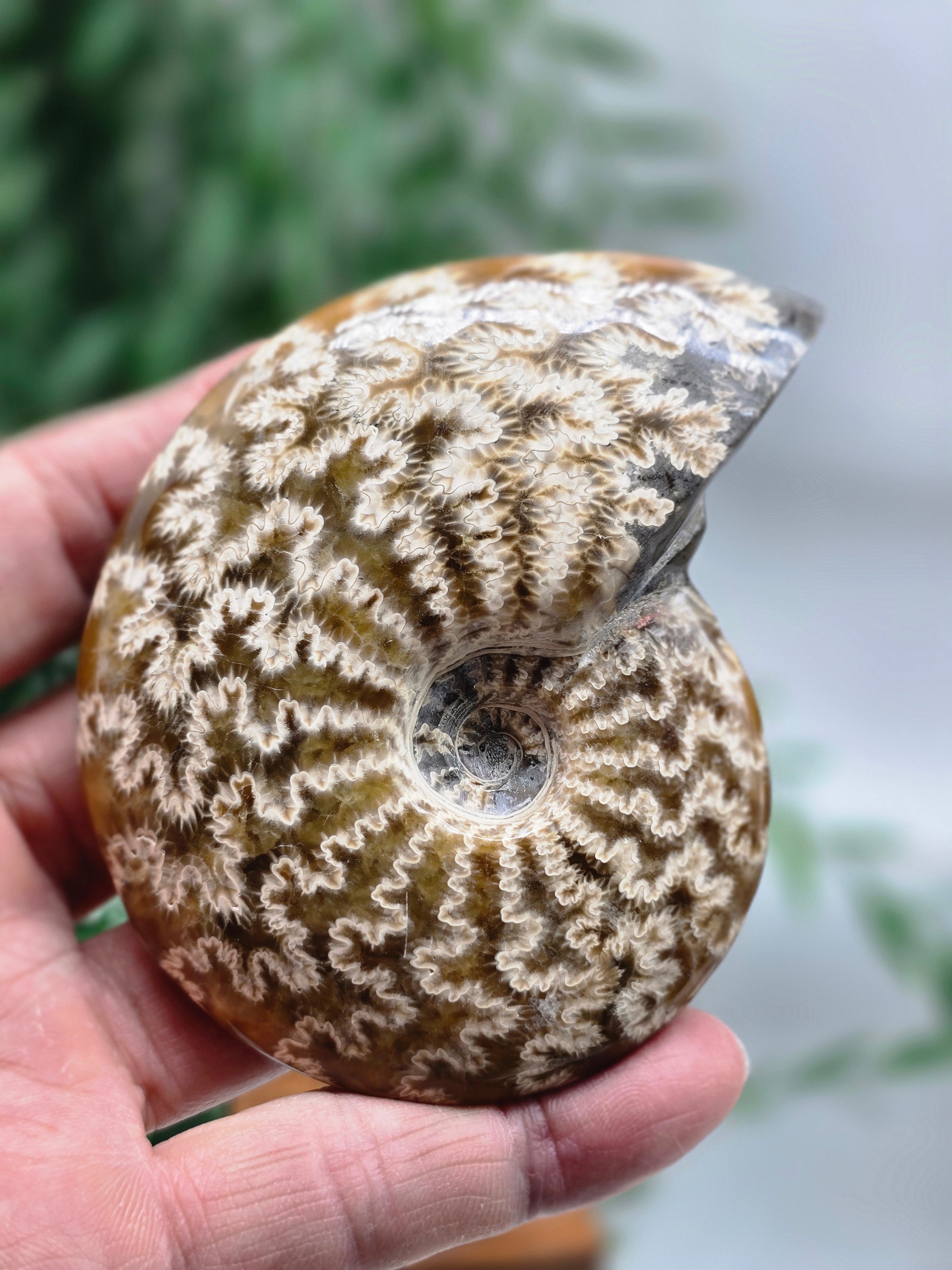 Large Polished Madagascar Ammonite Fossil 9.5cm - 2 (Ancient Wisdom & Transformation) Crystal Wellness