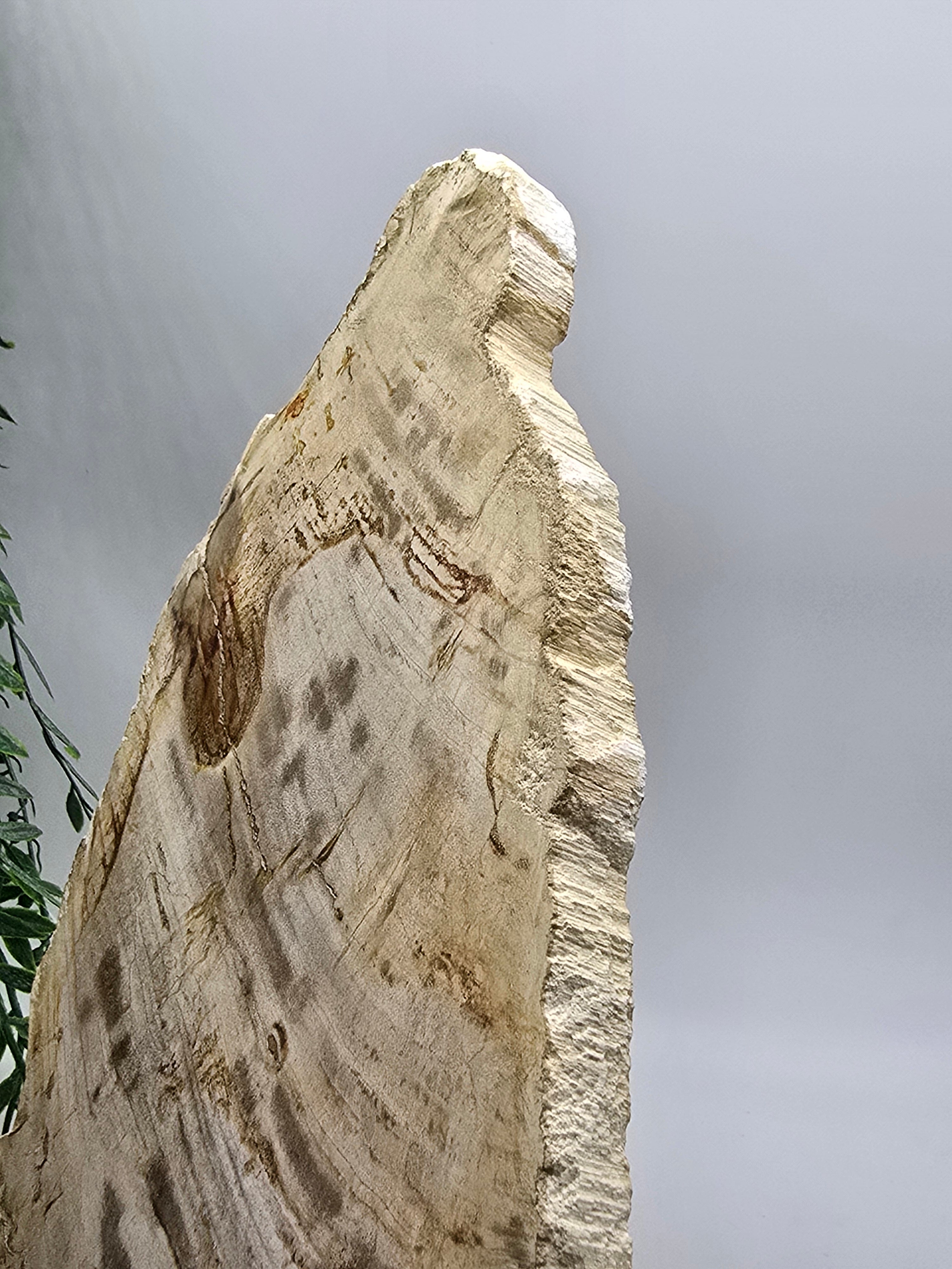 Petrified Wood Slab 3kg | Large Ancient Grounding Stone for Stability, Protection & Earth Wisdom (42 × 26 cm) Crystal Wellness