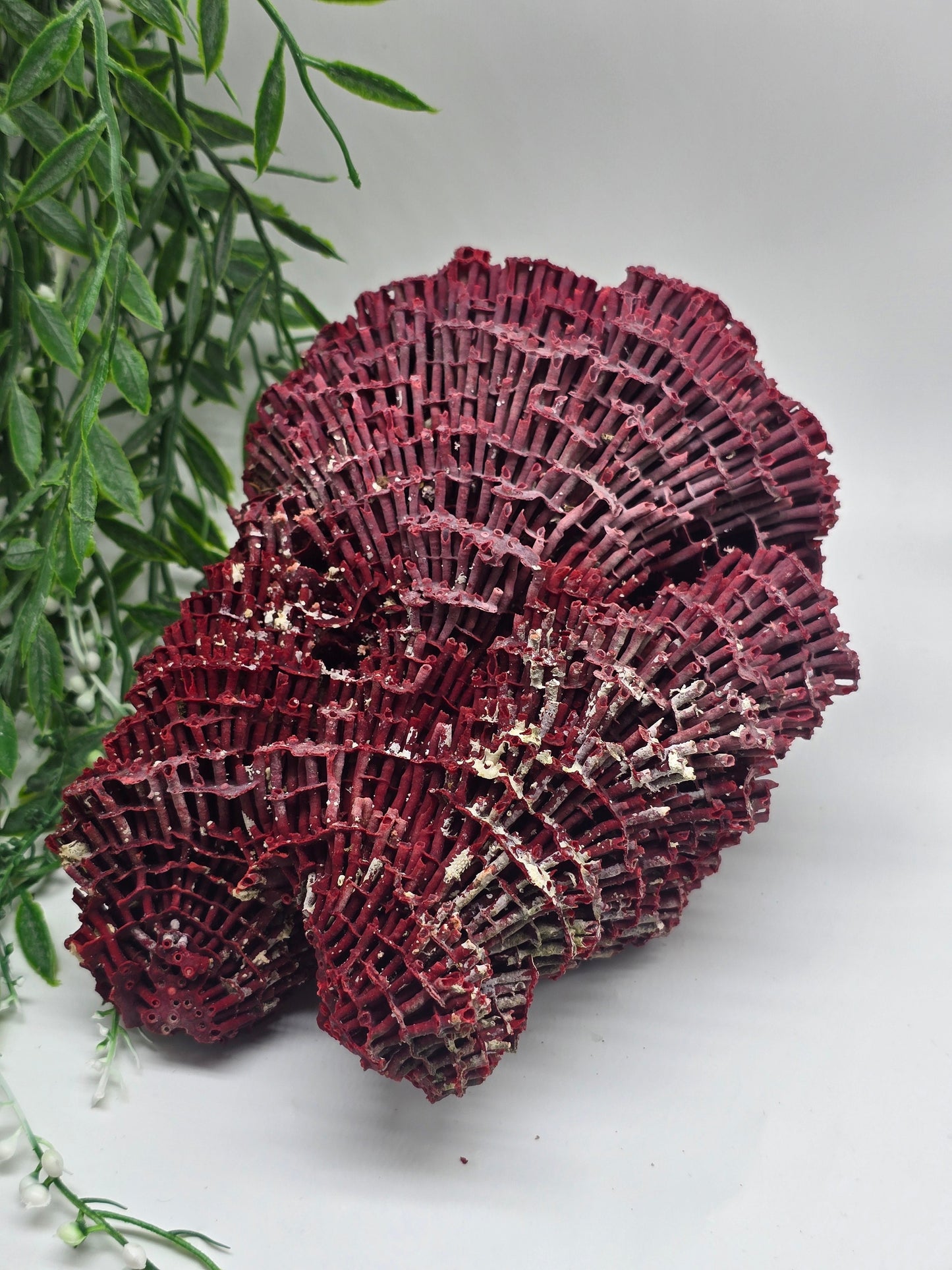 Exquisite Red Coral Specimen 20x16x12cm | 0.7kg – Collector’s Piece of Strength & Vitality Crystal Wellness