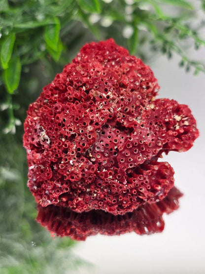Red Coral (Moonga) – Stone of Courage, Vitality & Harmony 6x5x3cm Crystal Wellness