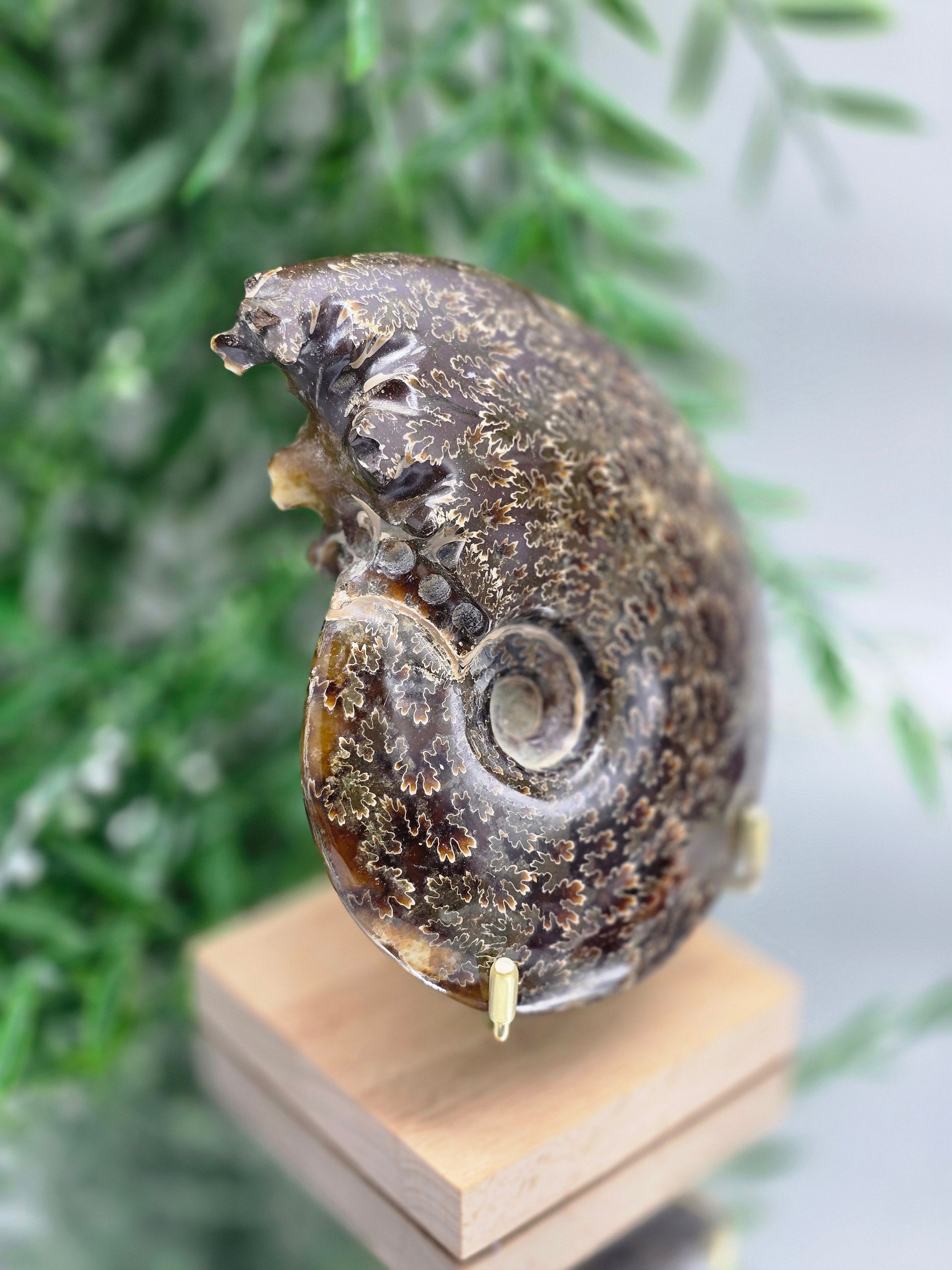 Large Madagascar Ammonite Fossil 13cm - 2 (Ancient Wisdom & Transformation) Crystal Wellness