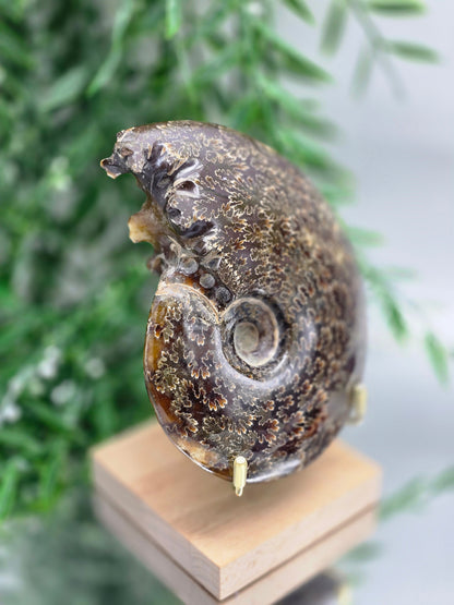 Large Madagascar Ammonite Fossil 13cm - 2 (Ancient Wisdom & Transformation) Crystal Wellness