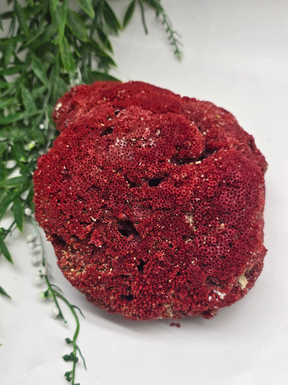 Exquisite Red Coral Specimen 19x14x8cm | 0.7kg – Collector’s Piece of Strength & Vitality Crystal Wellness