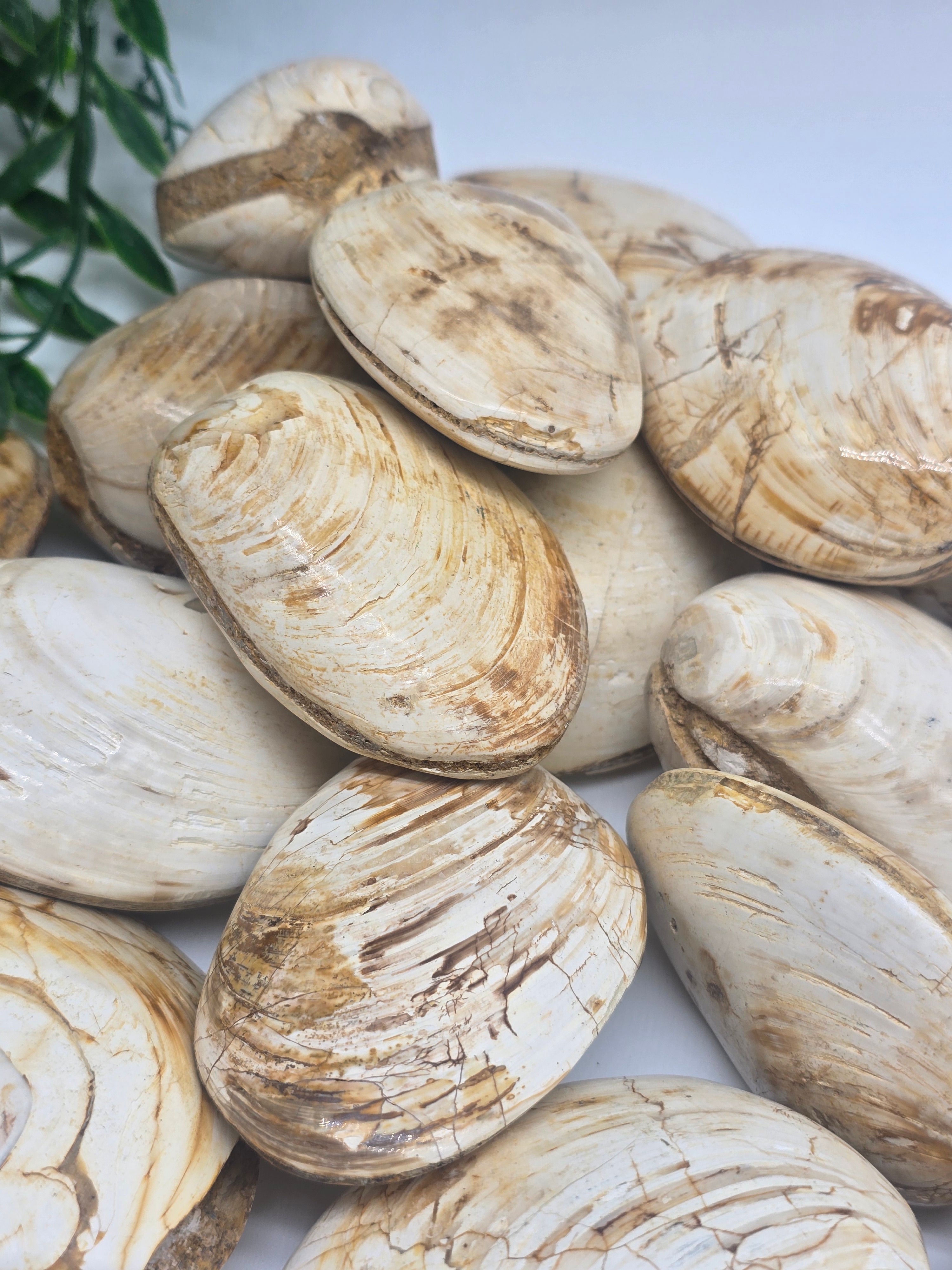 Polished Madagascar Fossilised Clam – Ancient Ocean Treasure from Millions of Years Ago Crystal Wellness