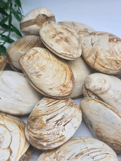 Polished Madagascar Fossilised Clam – Ancient Ocean Treasure from Millions of Years Ago Crystal Wellness