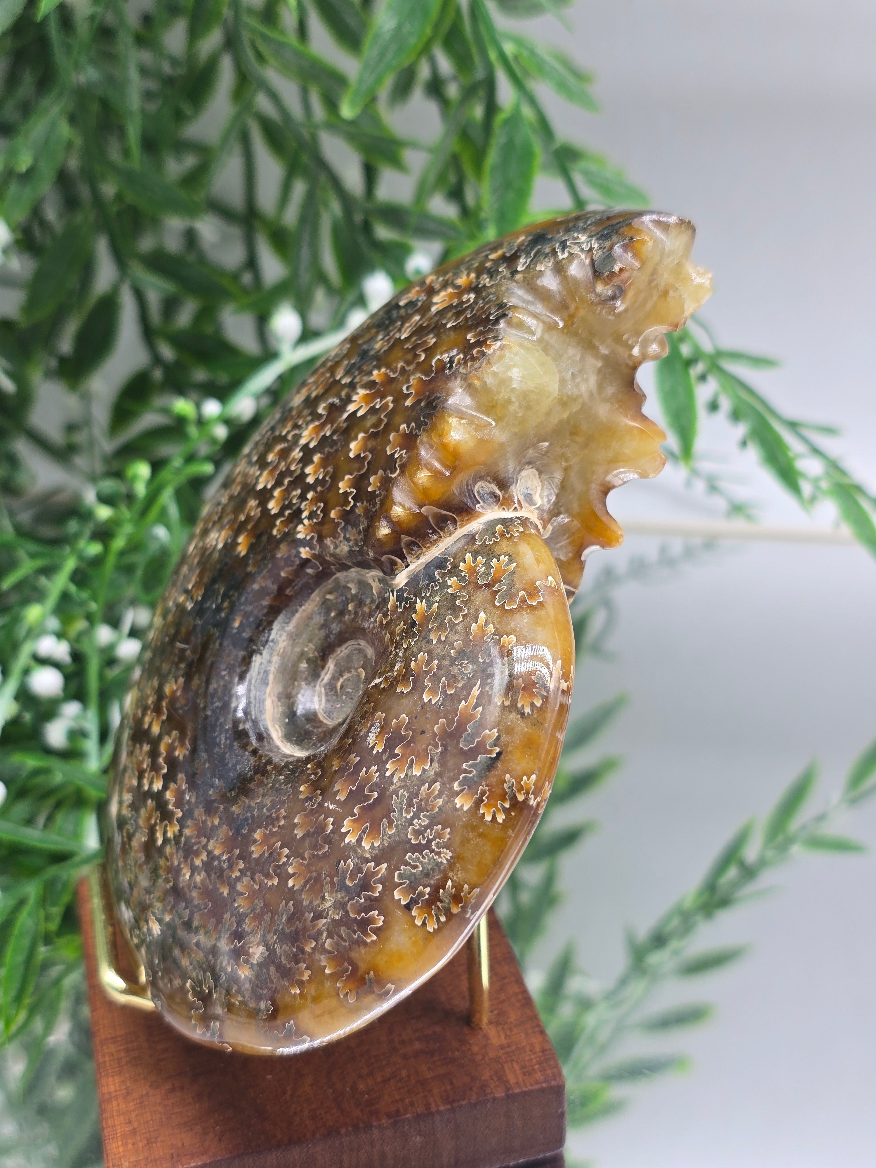 Large Madagascar Ammonite Fossil 13cm - 3 (Ancient Wisdom & Transformation) Crystal Wellness