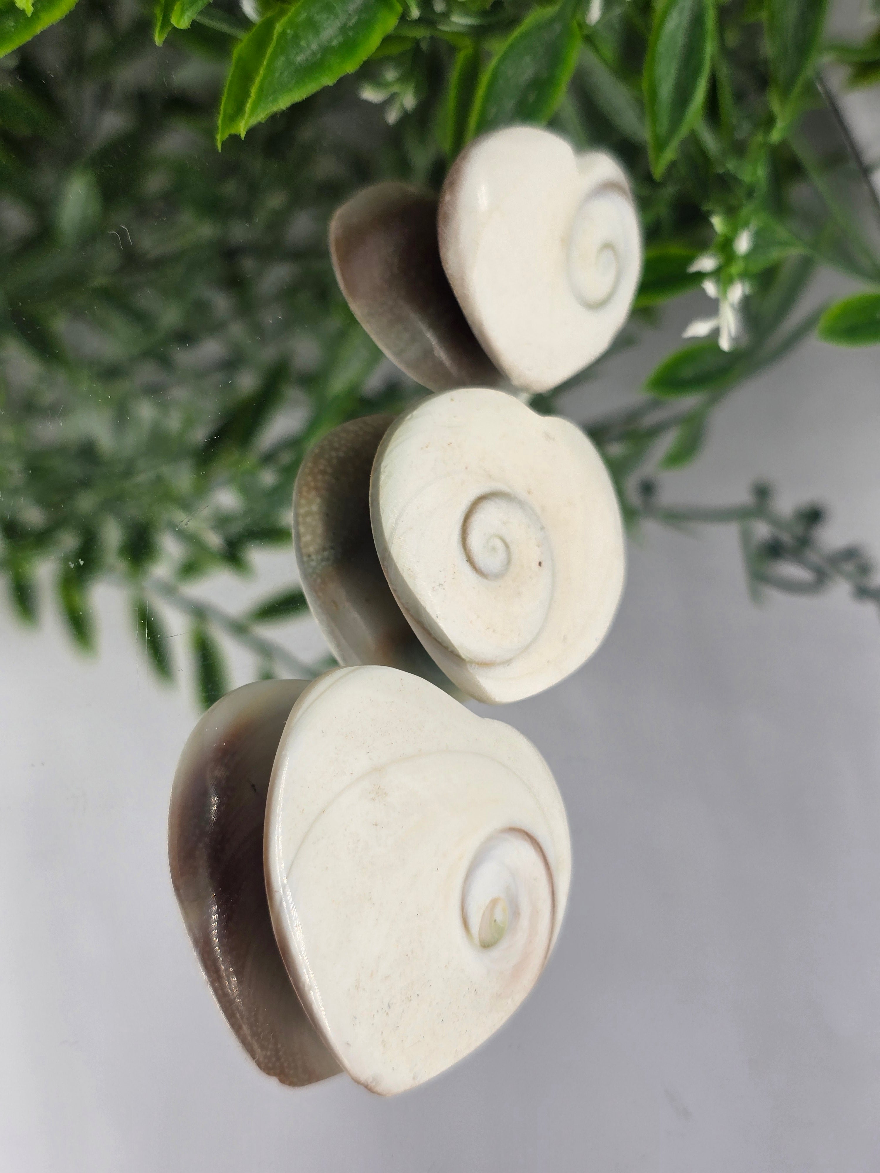 Operculum Crystal Wellness