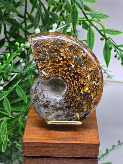 Golden Amber & Silver Ammonite 9cm - 1 | Madagascar Fossil | Ancient Spiral of Life Crystal Wellness