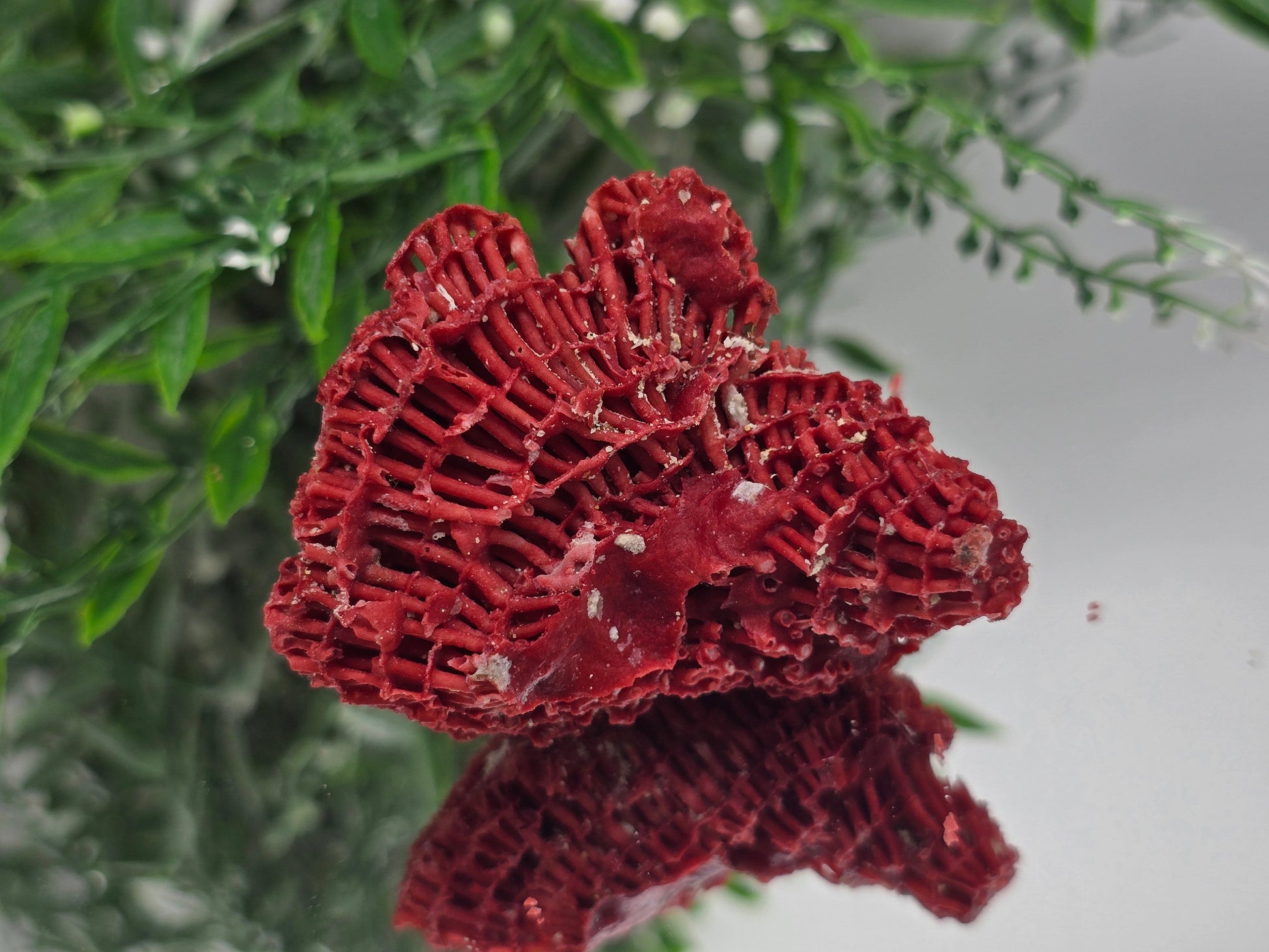 Red Coral (Moonga) – Stone of Courage, Vitality & Harmony 6x5x3cm Crystal Wellness