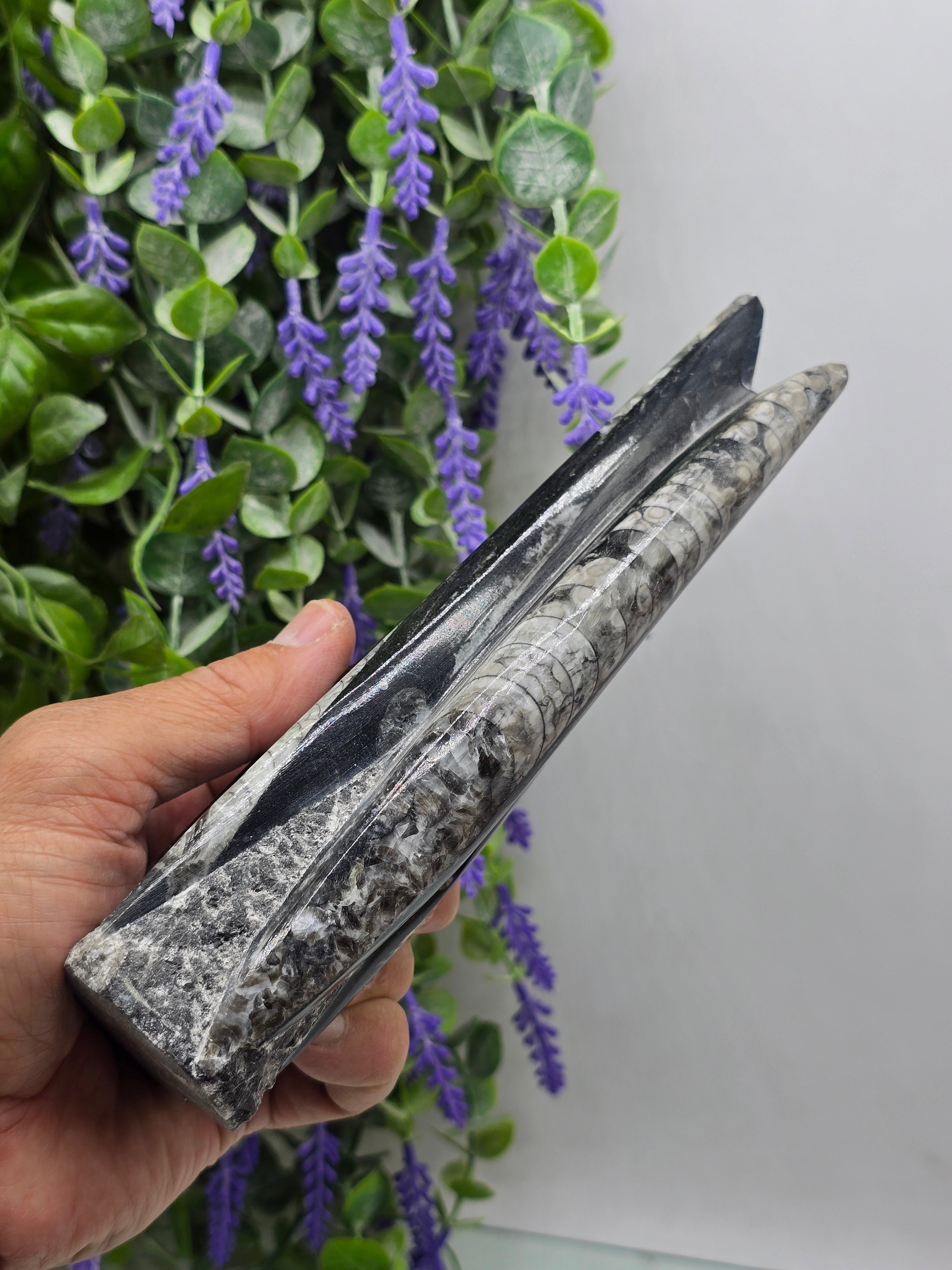 Orthoceras fossils Crystal Wellness